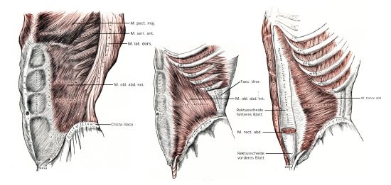 gray-ventral-abdominal-muscles